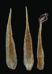 Cardamine dilatata. Filaments.
 Image: P.B. Heenan © Landcare Research 2019 CC BY 3.0 NZ